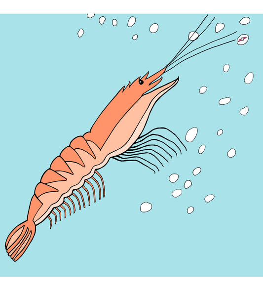 Prawn Star