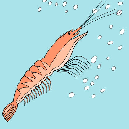 Prawn Star - Square Art Print